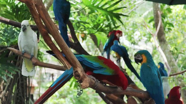 Parrots in rainforest, green-winged macaw and Sulphur-crested cockatoo in zoo. Traveling and birdwatching, explore and discover planet, watching birds life in natural park, travel to Asia or Africa