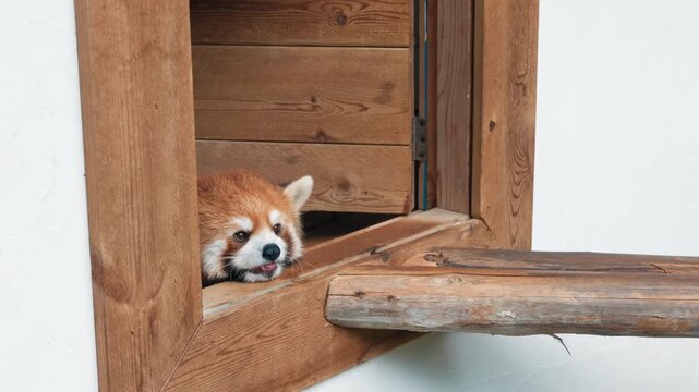 Visit zoo, red panda resting in little house, small mammal native to Himalayas. Lesser panda lives in southwestern China, discovery, travel and explore unique animals of Asian region, Ailurus fulgens