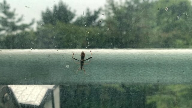 Bean bug (Riptortus pedestris) crawling on a window glass, close-up shot