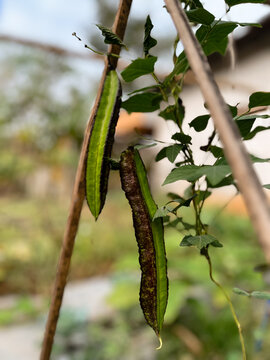 Winged bean pods hanging from vine with green leaves