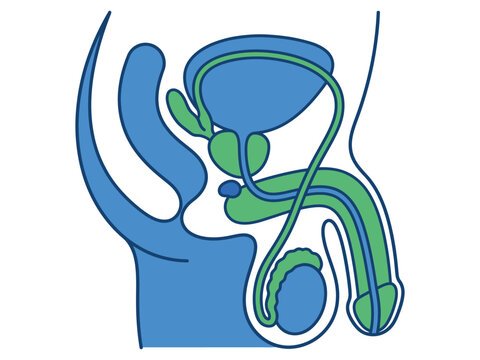Medical diagram of male reproductive system and pelvic anatomy profile view with prostate diagram medical illustration human body anatomy chart medical science organ structure body part