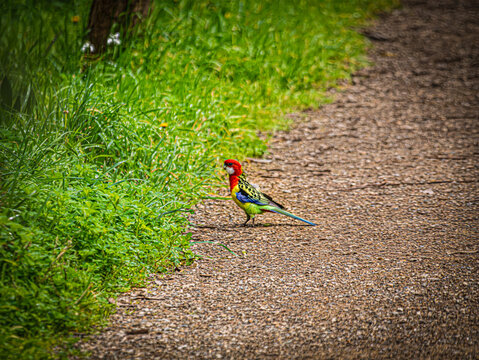 Eastern Rosella Stands Alone On Path