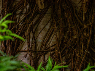 Fototapeta premium Dried Hanging Vine Roots Covering Old Wooden Wall Texture with Green Fern Leaves in Foreground, Nature Background