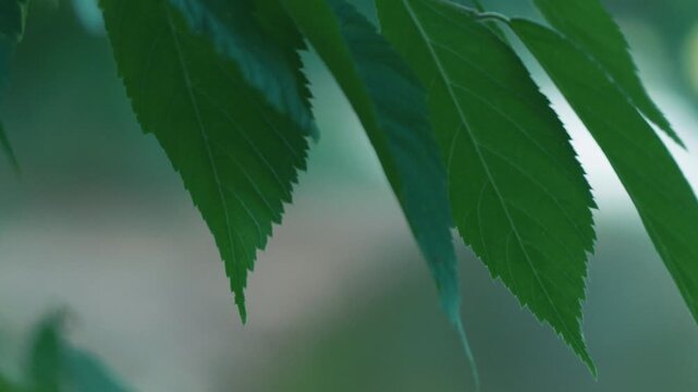 Close-up of leaves on a small branch drifting along the lakeshore while swimming backstroke
