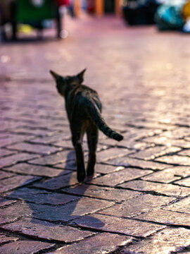 Silhouetted Stray Cat Walking Away on Cobblestone Street at Golden Hour