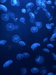 Group of moon jellyfish in waters  © Simeon