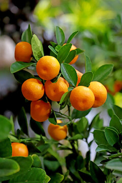 Kumquat Potted Plant for Chinese New Year