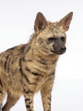 A Detailed Studio Portrait Of An Aardwolf Standing And Looking To The Side On A White Background.