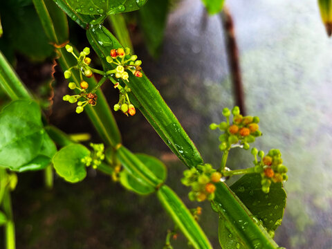 Veloce Cissus quadrangularis vine with tiny flower buds and water droplets in a garden