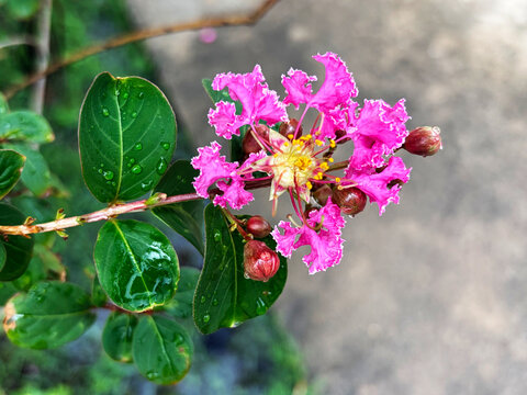eautiful pink crape myrtle flower blooming with water drops on green leaves outdoors