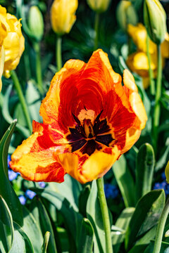 Vibrant parrot tulip blossom in spring garden detailed close-up of red and yellow petals with green foliage flower nature floral beauty
