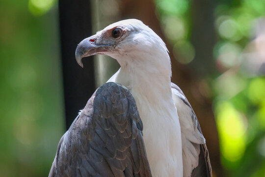 White Bellied Sea Eagle Portrait with Sharp Hooked Beak Close Up
