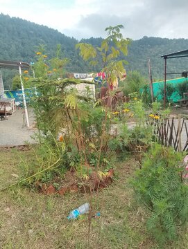 Flora and Fauna in Chitlang Valley