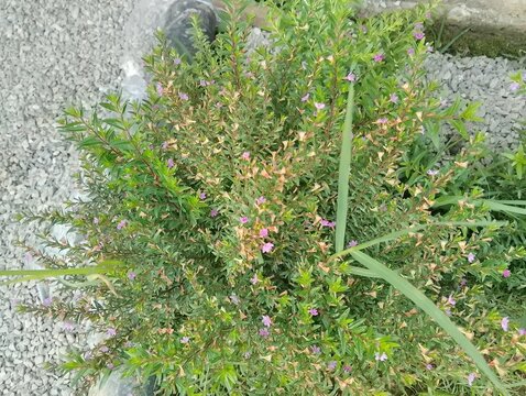 Flora and Fauna in Chitlang Valley