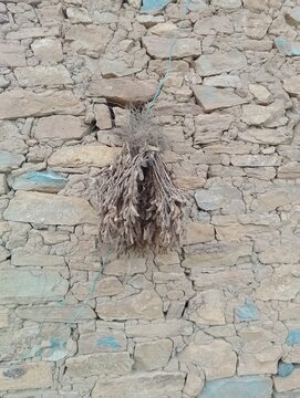 Flora and Fauna in Chitlang Valley