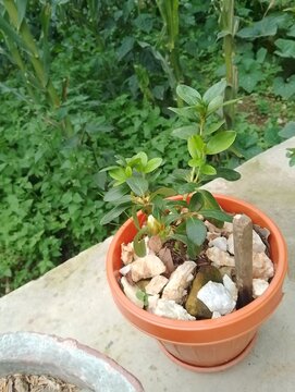 Flora and Fauna in Chitlang Valley