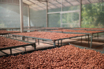 Fototapeta premium Image of cocoa bean drying facility that uses solar energy for drying. Cocoa beans are used as a raw material to make chocolate.