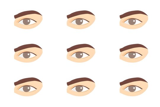 Cartoon human eye set with brown eyebrows and pupils on white background.