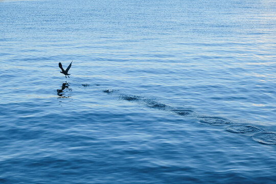 水面に波紋を残して海を飛翔する鳥