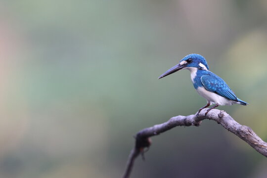 The cerulean kingfisher (Alcedo coerulescens) is a kingfisher in the subfamily Alcedininae which is native to parts of Indonesia.