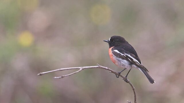 A vivid Scarlet Robin perched on a slender branch, featuring its bright orange breast, black head, and white wing markings. Captured in a soft, natural outdoor setting.