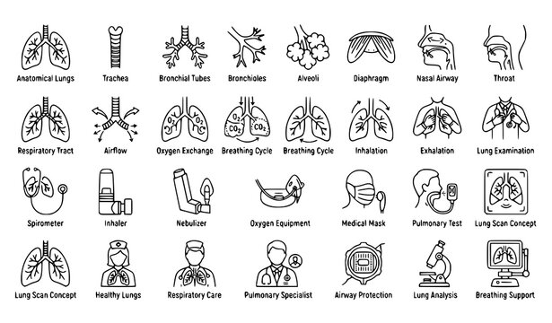 ;
Respiratory anatomy lungs airway oxygen breathing and pulmonary care editable outline vector icons