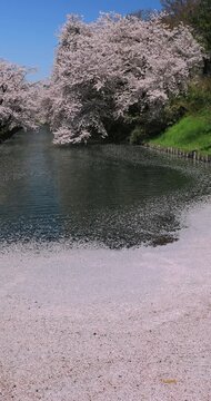 弘前公園の桜と花筏