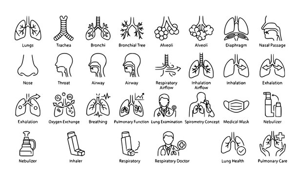 ;
Respiratory system lungs breathing airway and pulmonary health editable stroke vector icon set