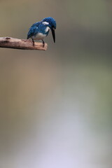 Obraz premium The cerulean kingfisher (Alcedo coerulescens) is a kingfisher in the subfamily Alcedininae which is native to parts of Indonesia.