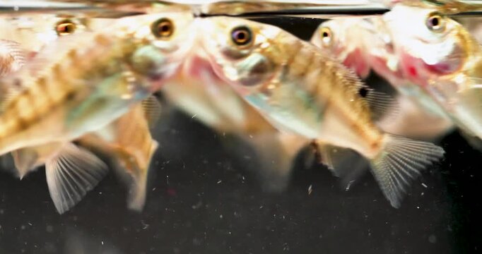 Young Nile tilapia fry gathering near water surface in freshwater aquaculture nursery tank.