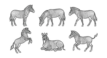 Fototapeta premium Collection of zebra illustrations in a black and white vector style