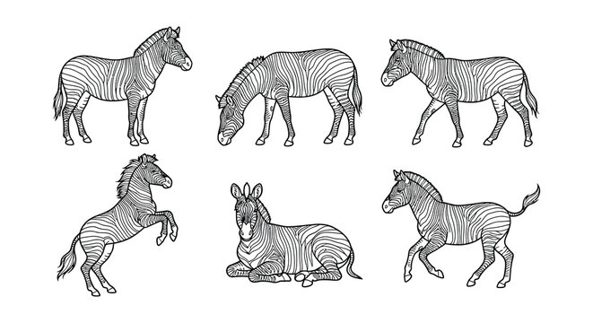 Collection of zebra illustrations in a black and white vector style