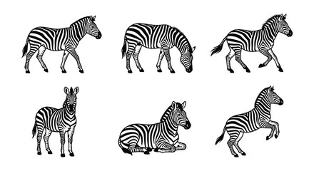 Fototapeta premium Collection of zebra illustrations in a black and white vector style