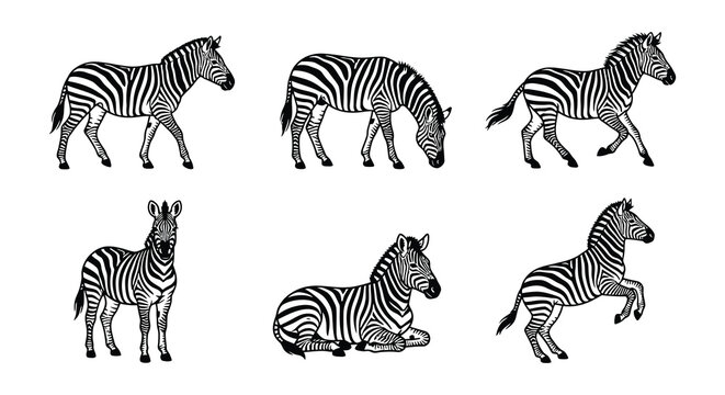 Collection of zebra illustrations in a black and white vector style