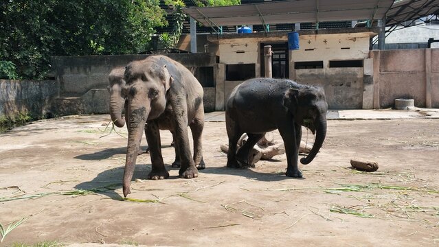 Two elephants in zoo enclosure.