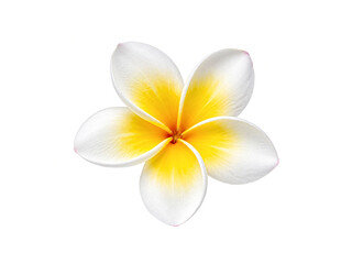 White and yellow frangipani flower isolated on white background © Hseena