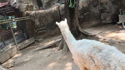 Naklejka premium White Alpaca in Zoo Enclosure.