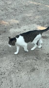 Cat Walking Past the Camera Outdoors Showing Natural Movement, Curious Behavior and Everyday Pet Activity