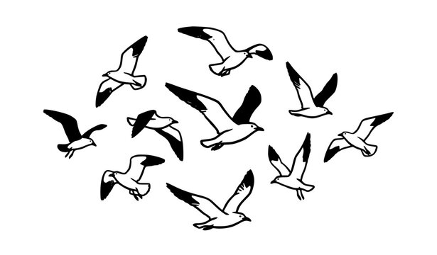 Seagull flock soaring in formation hand drawn black silhouette vector illustration