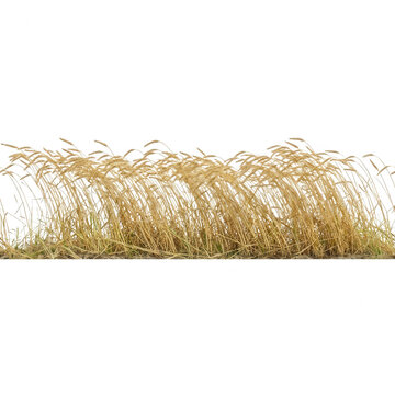 Un campo de trigo dorado maduro aislado sobre un fondo blanco puro, ideal para composiciones agr&iacute;colas, dise&ntilde;o de paisajes y proyectos de agricultura sostenible de alta calidad.
