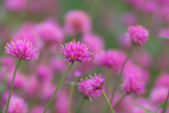 The pink Gomphrena 'Fireworks' flowers are blooming in a beautiful flower field.