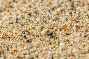 Fototapeta premium Beach Sand Macro Texture with Natural Mineral Grains and Tiny Shell Fragments 