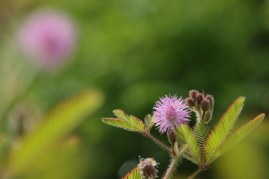 緑の背景に咲くオジギソウ（Mimosa pudica）のピンクの花