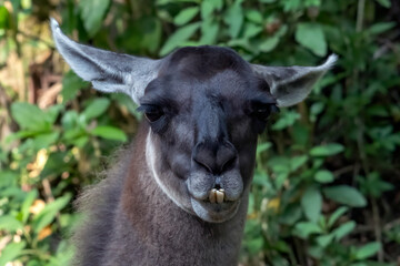 Naklejka premium a close-up portrait of a llama showing its prominent lower teeth