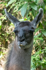 Naklejka premium a close-up portrait of a llama showing its prominent lower teeth