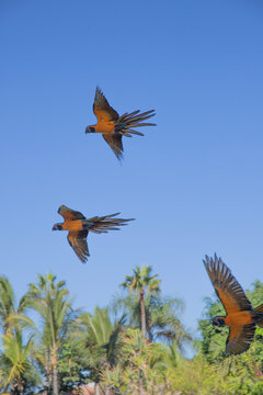 flying parrots