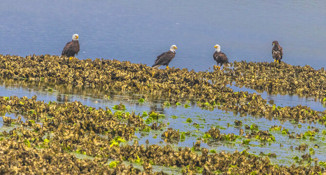 Three Mature Eagles and One Juvenile at Seabeck WA 002