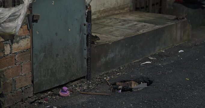 Brown rats scurrying through dark urban alleyway near trash and brick wall, nocturnal wildlife behavior in city environment, documentary for sanitation.