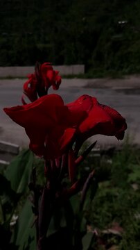 Orange Canna Lily Flower Blooming in Nature, Vertical Floral Background for Reels, Shorts, Stories, Meditation and Aesthetic Videos