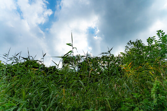 夏空の草むら
